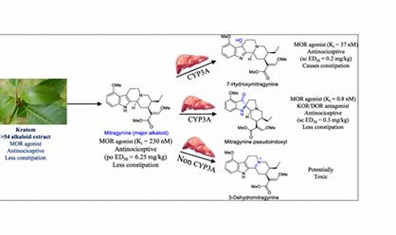 Unlocking the Secrets of Kratom Metabolism: Uncover Hidden Truths